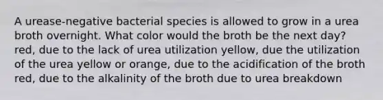 A urease-negative bacterial species is allowed to grow in a urea broth overnight. What color would the broth be the next day? red, due to the lack of urea utilization yellow, due the utilization of the urea yellow or orange, due to the acidification of the broth red, due to the alkalinity of the broth due to urea breakdown