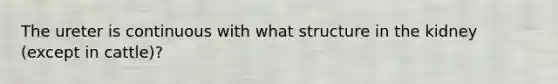 The ureter is continuous with what structure in the kidney (except in cattle)?