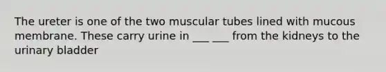 The ureter is one of the two muscular tubes lined with mucous membrane. These carry urine in ___ ___ from the kidneys to the urinary bladder