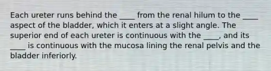 Each ureter runs behind the ____ from the renal hilum to the ____ aspect of the bladder, which it enters at a slight angle. The superior end of each ureter is continuous with the ____, and its ____ is continuous with the mucosa lining the renal pelvis and the bladder inferiorly.