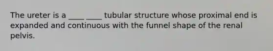 The ureter is a ____ ____ tubular structure whose proximal end is expanded and continuous with the funnel shape of the renal pelvis.