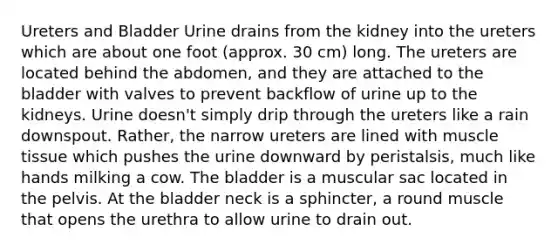 Ureters and Bladder Urine drains from the kidney into the ureters which are about one foot (approx. 30 cm) long. The ureters are located behind the abdomen, and they are attached to the bladder with valves to prevent backflow of urine up to the kidneys. Urine doesn't simply drip through the ureters like a rain downspout. Rather, the narrow ureters are lined with muscle tissue which pushes the urine downward by peristalsis, much like hands milking a cow. The bladder is a muscular sac located in the pelvis. At the bladder neck is a sphincter, a round muscle that opens the urethra to allow urine to drain out.