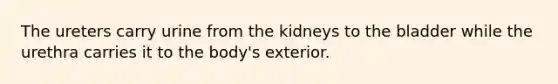 The ureters carry urine from the kidneys to the bladder while the urethra carries it to the body's exterior.