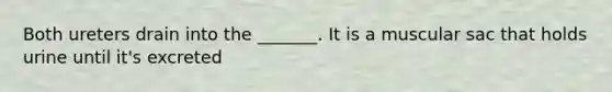 Both ureters drain into the _______. It is a muscular sac that holds urine until it's excreted