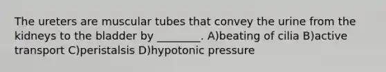 The ureters are muscular tubes that convey the urine from the kidneys to the bladder by ________. A)beating of cilia B)active transport C)peristalsis D)hypotonic pressure