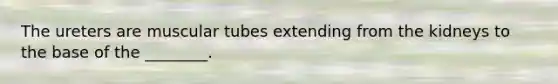 The ureters are muscular tubes extending from the kidneys to the base of the ________.