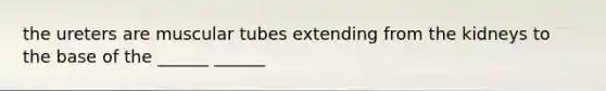 the ureters are muscular tubes extending from the kidneys to the base of the ______ ______