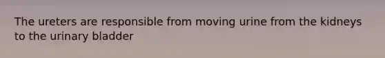 The ureters are responsible from moving urine from the kidneys to the urinary bladder
