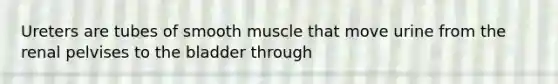 Ureters are tubes of smooth muscle that move urine from the renal pelvises to the bladder through