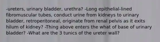 -ureters, urinary bladder, urethra? -Long epithelial-lined fibromuscular tubes, conduct urine from kidneys to urinary bladder, retroperitoneal, originate from renal pelvis as it exits hilum of kidney? -Thing above enters the what of base of urinary bladder? -What are the 3 tunics of the ureter wall?