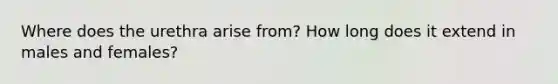 Where does the urethra arise from? How long does it extend in males and females?