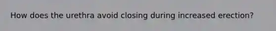 How does the urethra avoid closing during increased erection?