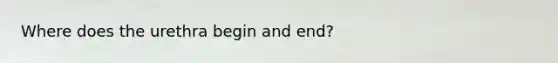 Where does the urethra begin and end?