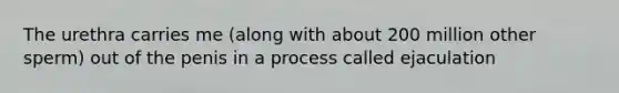 The urethra carries me (along with about 200 million other sperm) out of the penis in a process called ejaculation