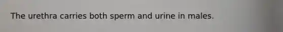 The urethra carries both sperm and urine in males.