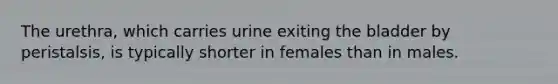 The urethra, which carries urine exiting the bladder by peristalsis, is typically shorter in females than in males.