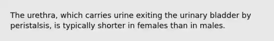 The urethra, which carries urine exiting the urinary bladder by peristalsis, is typically shorter in females than in males.