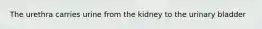The urethra carries urine from the kidney to the urinary bladder