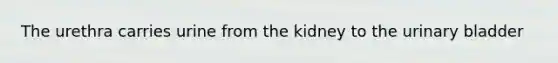 The urethra carries urine from the kidney to the urinary bladder