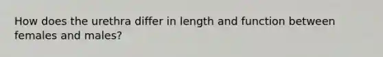 How does the urethra differ in length and function between females and males?