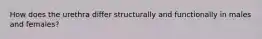 How does the urethra differ structurally and functionally in males and females?