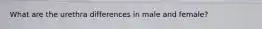 What are the urethra differences in male and female?