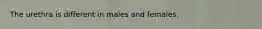 The urethra is different in males and females.