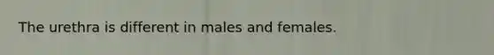 The urethra is different in males and females.