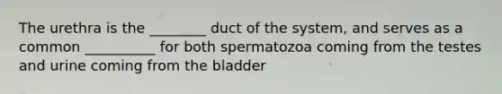 The urethra is the ________ duct of the system, and serves as a common __________ for both spermatozoa coming from the testes and urine coming from the bladder