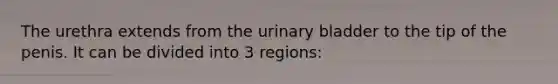 The urethra extends from the <a href='https://www.questionai.com/knowledge/kb9SdfFdD9-urinary-bladder' class='anchor-knowledge'>urinary bladder</a> to the tip of the penis. It can be divided into 3 regions: