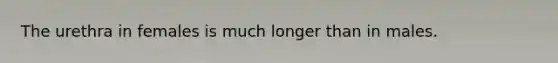 The urethra in females is much longer than in males.