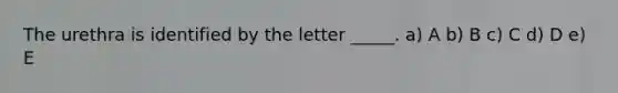 The urethra is identified by the letter _____. a) A b) B c) C d) D e) E