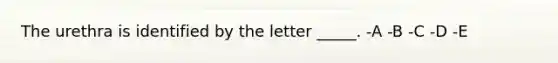 The urethra is identified by the letter _____. -A -B -C -D -E