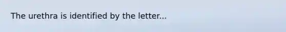 The urethra is identified by the letter...