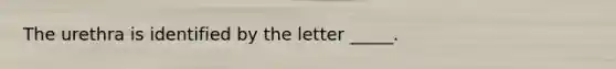 The urethra is identified by the letter _____.