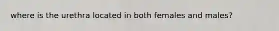 where is the urethra located in both females and males?