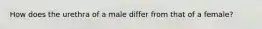 How does the urethra of a male differ from that of a female?