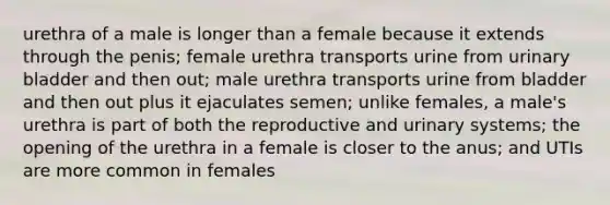 urethra of a male is longer than a female because it extends through the penis; female urethra transports urine from urinary bladder and then out; male urethra transports urine from bladder and then out plus it ejaculates semen; unlike females, a male's urethra is part of both the reproductive and urinary systems; the opening of the urethra in a female is closer to the anus; and UTIs are more common in females