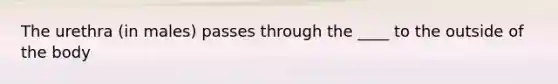 The urethra (in males) passes through the ____ to the outside of the body