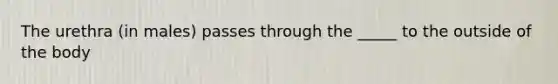 The urethra (in males) passes through the _____ to the outside of the body