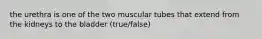 the urethra is one of the two muscular tubes that extend from the kidneys to the bladder (true/false)