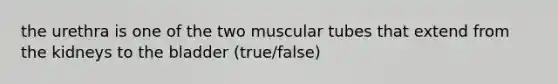 the urethra is one of the two muscular tubes that extend from the kidneys to the bladder (true/false)