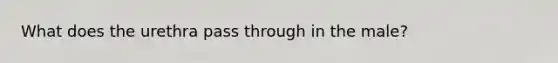 What does the urethra pass through in the male?