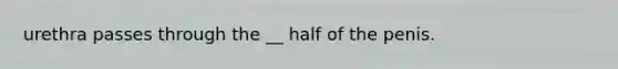 urethra passes through the __ half of the penis.