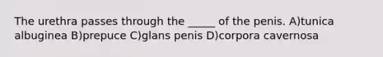 The urethra passes through the _____ of the penis. A)tunica albuginea B)prepuce C)glans penis D)corpora cavernosa