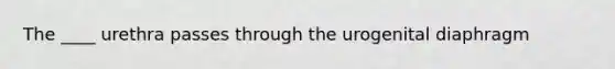 The ____ urethra passes through the urogenital diaphragm