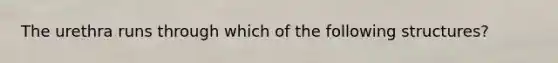 The urethra runs through which of the following structures?