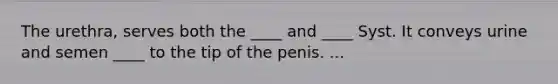 The urethra, serves both the ____ and ____ Syst. It conveys urine and semen ____ to the tip of the penis. ...