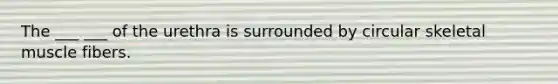 The ___ ___ of the urethra is surrounded by circular skeletal muscle fibers.