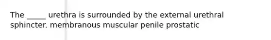 The _____ urethra is surrounded by the external urethral sphincter. membranous muscular penile prostatic